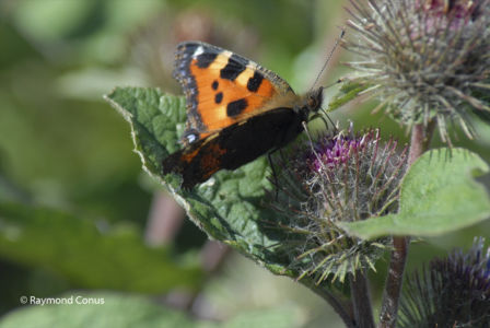 The butterflies (1)
