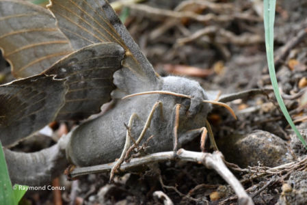 The butterflies (20)