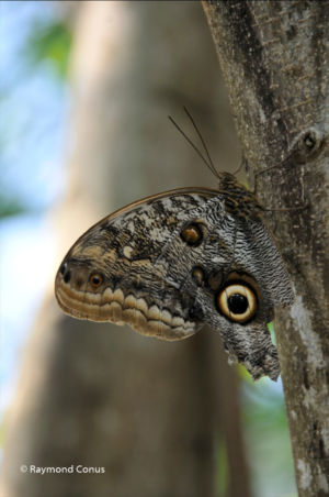 The butterflies (23)