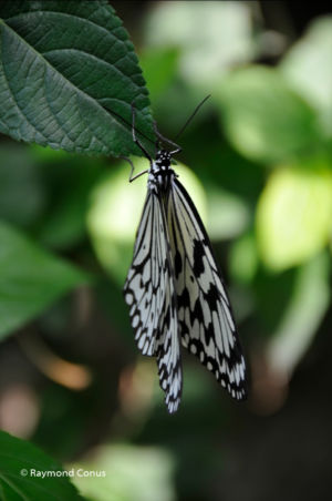 The butterflies (24)