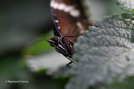 The butterflies (25)