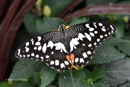 The butterflies (26)
