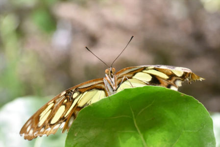 The butterflies (27)