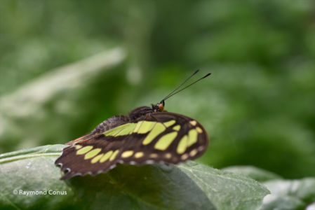 The butterflies (28)
