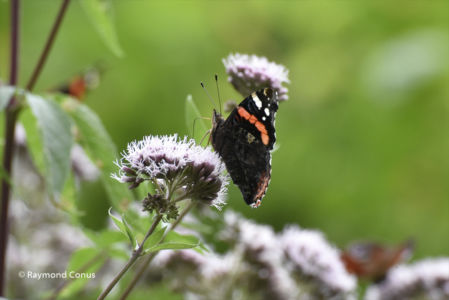 The butterflies (2)