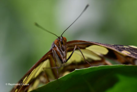 The butterflies (30)