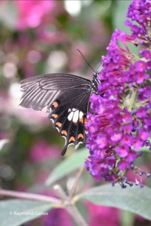 The butterflies (31)