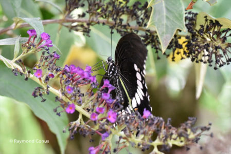 The butterflies (32)
