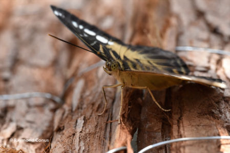 The butterflies (33)