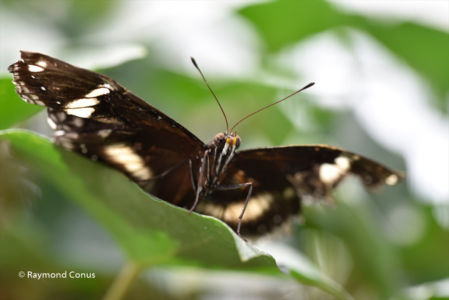 The butterflies (34)