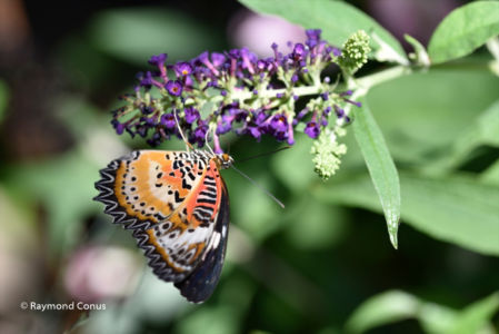 The butterflies (35)