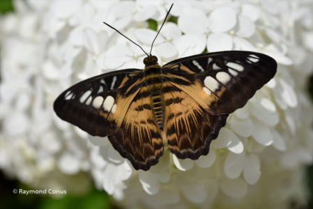 The butterflies (36)