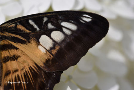 The butterflies (37)