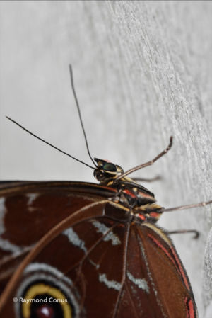 The butterflies (38)