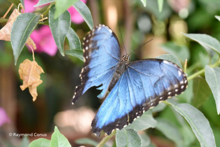 The butterflies (39)