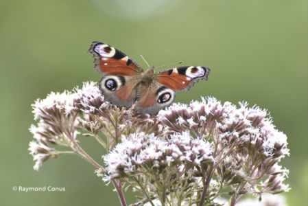 The butterflies (3)