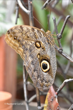 The butterflies (40)
