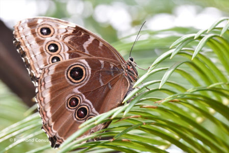 The butterflies (41)