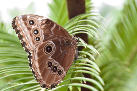 The butterflies (42)