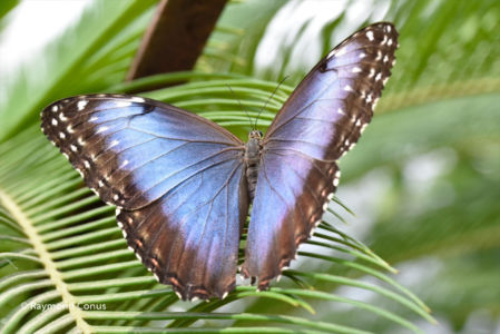 The butterflies (43)