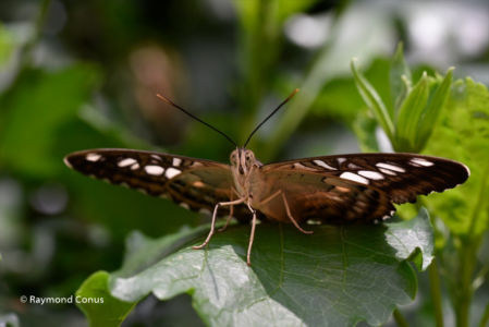 The butterflies (44)