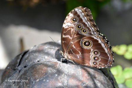 The butterflies (45)