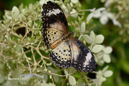 The butterflies (46)