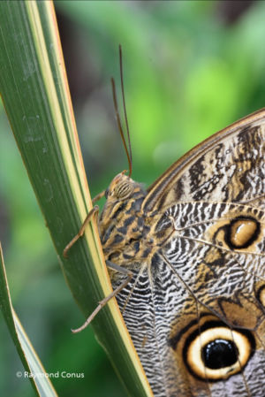 The butterflies (47)