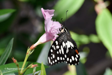 The butterflies (48)