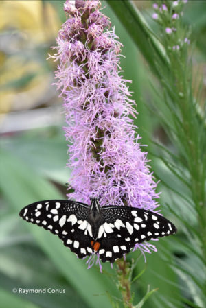 The butterflies (49)