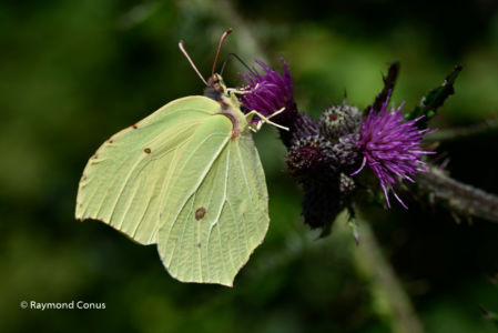 The butterflies (4)