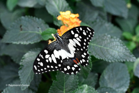The butterflies (50)