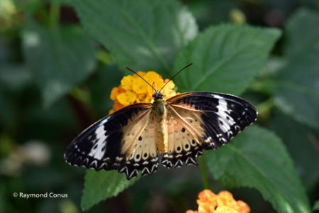 The butterflies (51)