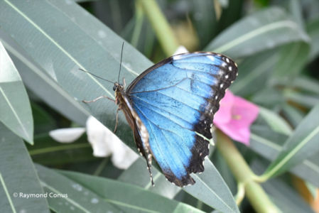 The butterflies (52)