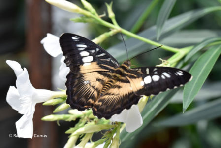 The butterflies (53)