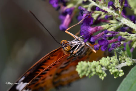 The butterflies (55)