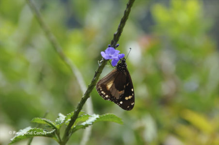 The butterflies (5)