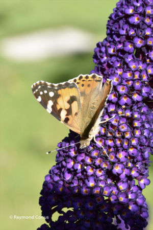 The butterflies (6)