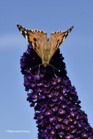 The butterflies (7)