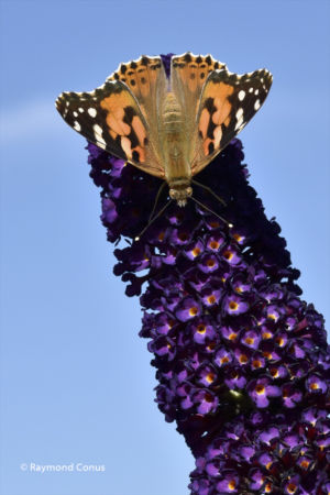The butterflies (8)
