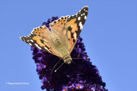 The butterflies (9)
