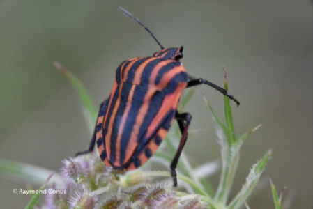 The harlequin bug (10)