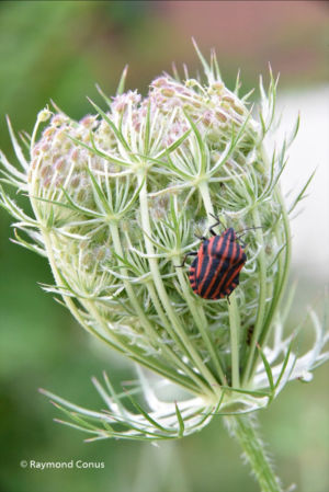 The harlequin bug (13)