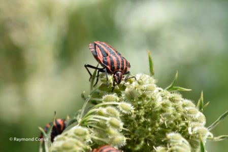 The harlequin bug (18)