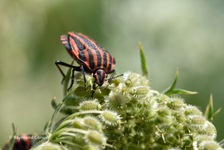 The harlequin bug (19)