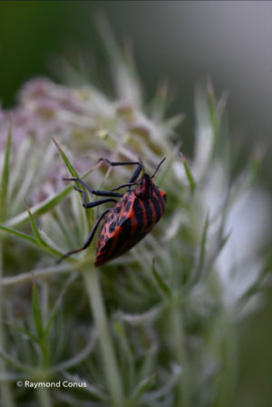 The harlequin bug (1)