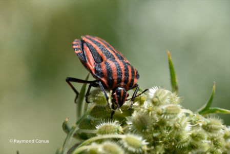 The harlequin bug (20)