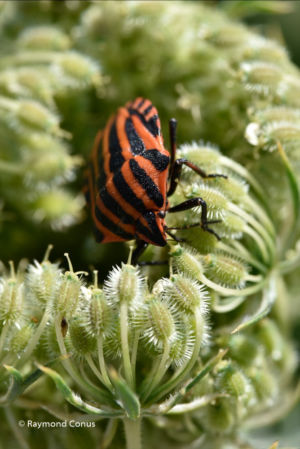 The harlequin bug (23)