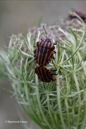 The harlequin bug (7)