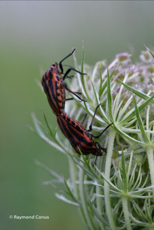 The harlequin bug (8)